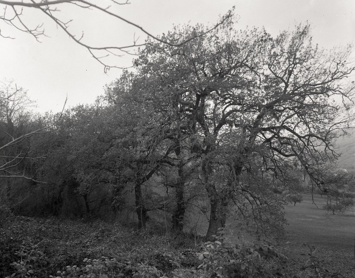 Alberi e rami intrecciati in un paesaggio collinare, in bianco e nero.